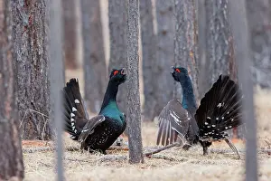 Combat: black-billed capercaillie