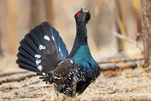 Phasianides: black-billed capercaillie