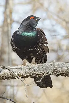 Phasianides: black-billed capercaillie