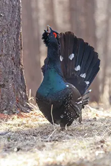 Phasianides: black-billed capercaillie