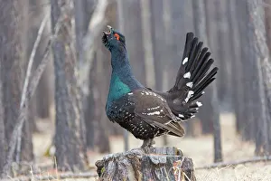 Phasianides: black-billed capercaillie