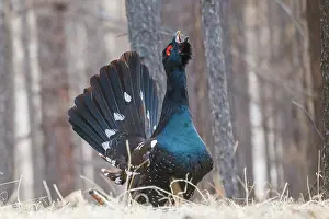 Phasianides: black-billed capercaillie