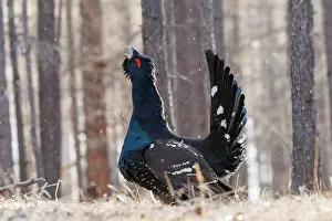 Phasianides: black-billed capercaillie