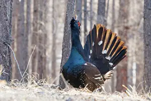 Phasianides: black-billed capercaillie