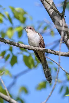 Cuckoos: Black-billed Cuckoo