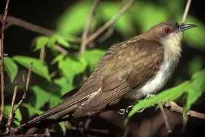 Cuculidae: Black-billed Cuckoo