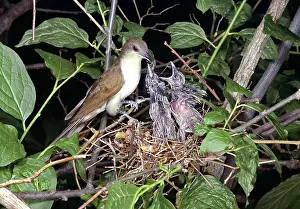 Tennessee: Black-Billed Cuckoo