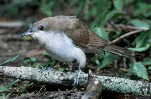 Cuculidae: Black-billed Cuckoo
