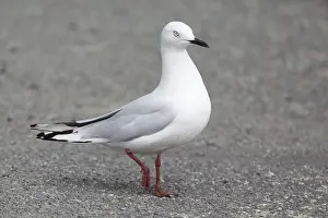 Chroicocephalus: Black-billed Gull