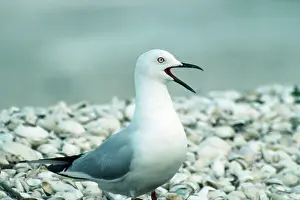 Bulleri: Black-billed Gull - calling