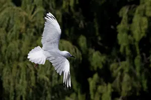 Recently: Black-billed Gull - in flight - (Recently classified