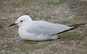 Bulleri: Black-billed gull - on ground