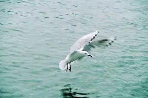 Bulleri: Black-billed Gull - landing on sea