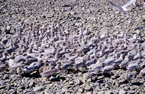 Bulleri: Black-billed Gull - large group of chicks