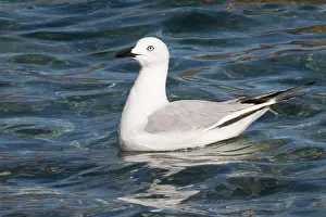 Recently: Black-billed Gull - (Recently classified as Critically
