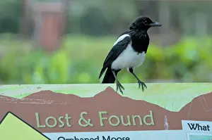 Pica: Black-billed Magpie