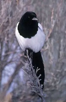 Pica: Black-billed Magpie
