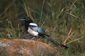 Pica: Black Billed Magpie