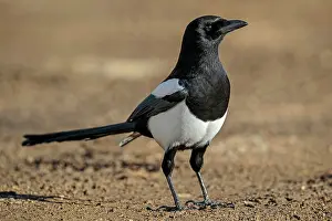 Magpie: Black-billed Magpie - January