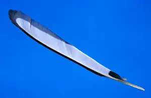 Vane: Black-billed Magpie (Pica pica) flight feather