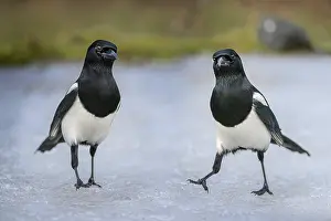 Magpie: Two Black-billed Magpie (Pica pica) on ice, Rami
