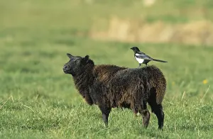 Pica: Black-billed Magpie (Pica pica) perching on she