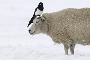 Magpie: Black-billed Magpie (Pica pica) on sheep in sno