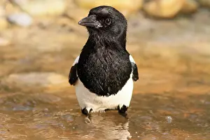 Baths: Black-billed Magpie (Pica pica) in water, France