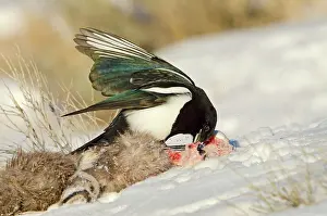 Pica: Black-billed Magpie - scavenging on dead Bighorn