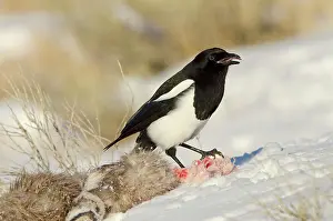 Pica: Black-billed Magpie - scavenging on dead Bighorn