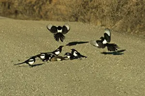Roadkill: Black-billed Magpies at roadkill