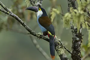 Alto: Black-billed Mountain Toucan (Andigena nigrirostris)