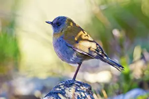 Nightingale: Black-billed Nightingale Thrush