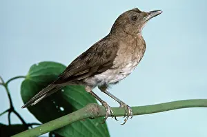 John Dunning: Black-billed THRUSH