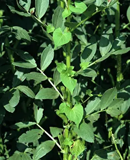 Convolvulus: Black bindweed
