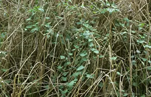 Convolvulus: Black Bindweed in Barley crop