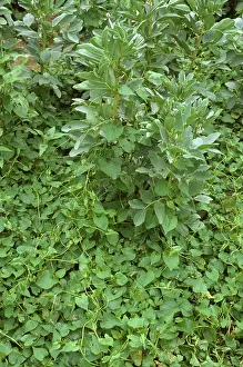 Convolvulus: Black bindweed in bean crop
