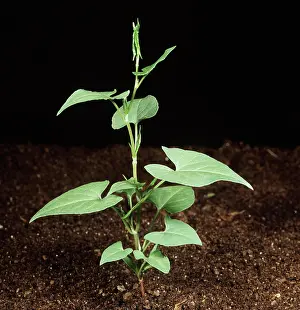 Convolvulus: Black bindweed (Bilderdykia convolvulus) seedling