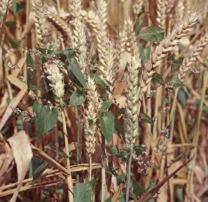 Convolvulus: Black bindweed in wheat crop