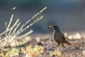Dehesa: BLACK BIRD