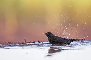 Dehesa: BLACK BIRD