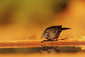Dehesa: BLACK BIRD