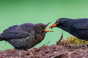 Leon: Black bird, adult male
