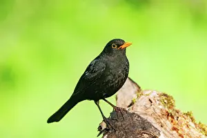 Leon: Black bird, adult male