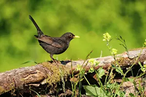 Leon: Black bird, adult male
