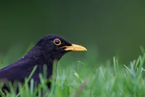Leon: Black bird, adult male