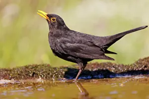 Leon: Black bird, adult male