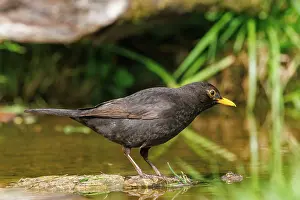 Leon: Black bird, adult male