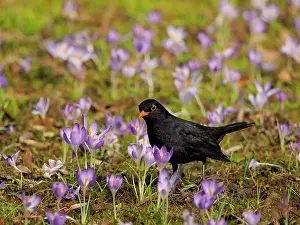 Blackbirds: Black Bird-in crocus meadow, Germany