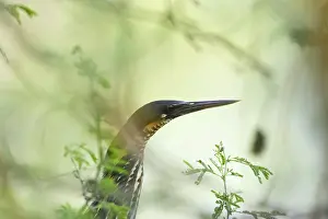 Bitterns: Black Bittern
